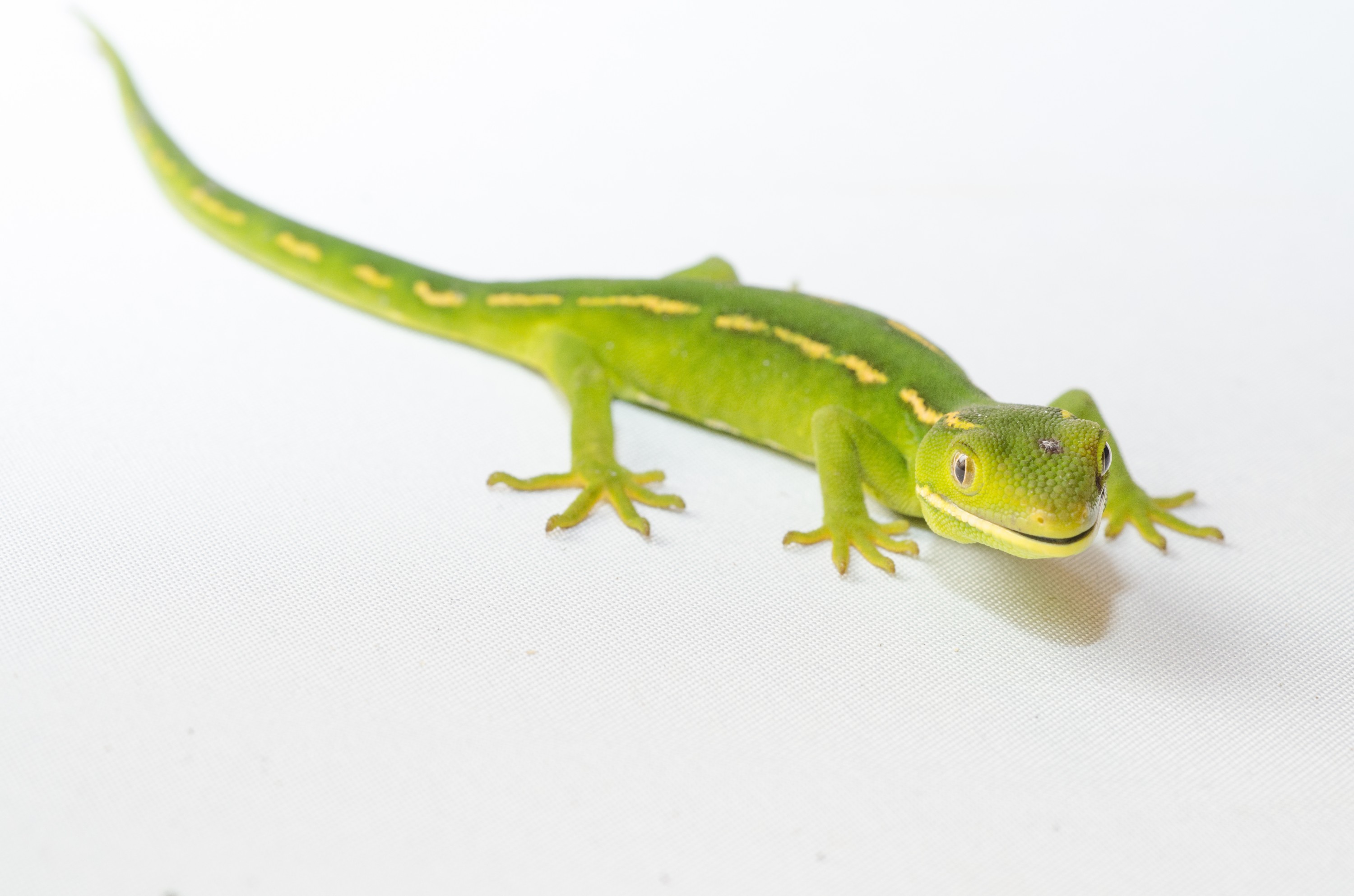 DSC_2765 – auckland, green, gecko, naultinus, elegans, elegans, home, lizard, irene, reptiles, amphibians, rare, cold, blood, new, new zealand, zealand, nz, northland, kaiatea road